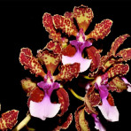 Trichocentrum lanceanum Trichocentrum lanceanum